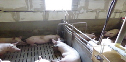 Versuchs-Stall "Zu viel Glle"